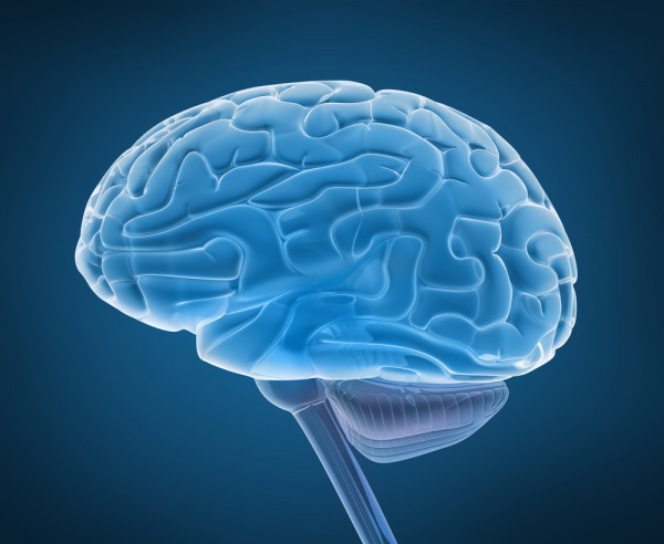 КГМ (кора головного мозга)