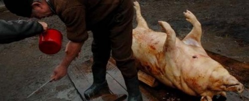 pig-slaughter