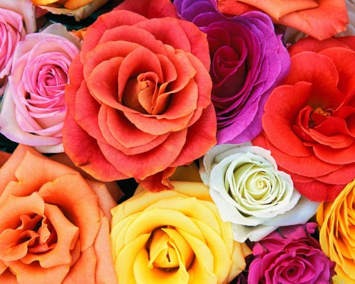 Love_Blooms_Roses,_Bunch_Of_Flowers