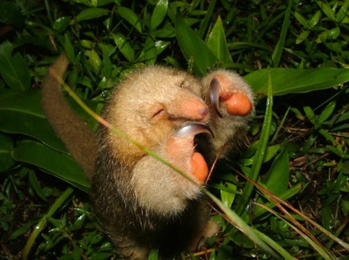 Silky_anteater