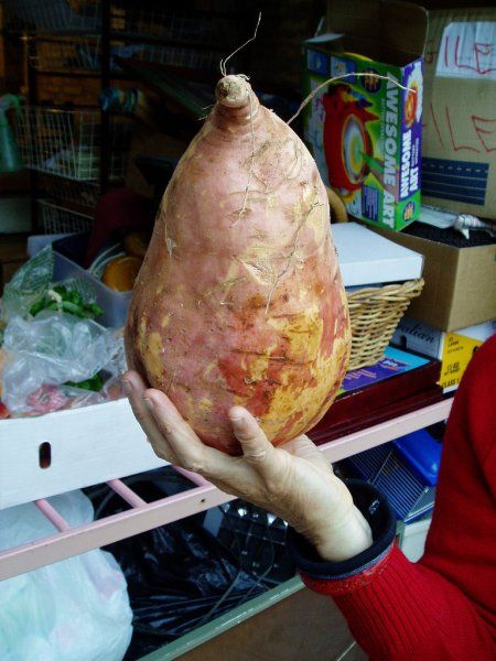 Видро праросший картошге